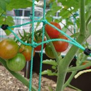 熟しつつあるプチトマト