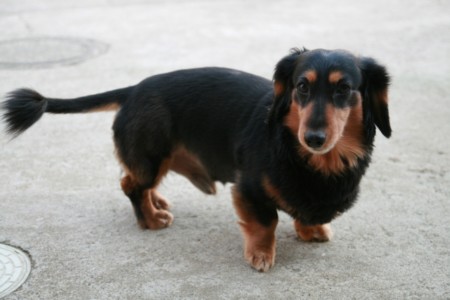 このポーズで造形します ペットフィギュア用写真の最適例2