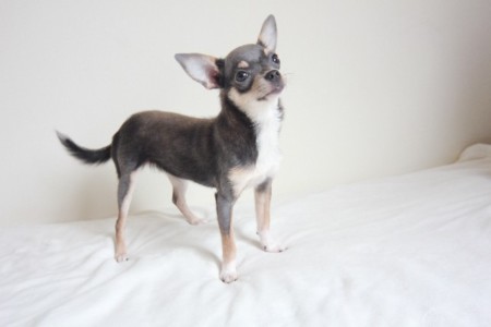 理想的な写真です ペットフィギュア用写真の最適例3