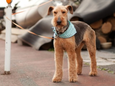 この写真だけですとスカーフも含めて造形されます ペットフィギュア用写真の最適例5