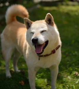 顔以外がぼけているため ペットフィギュア用写真としてやや不向きな例1