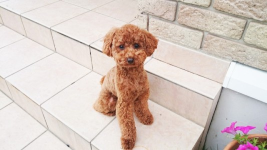 下半身の作りや長さがわかりにくいため ペットフィギュア用写真としてやや不向きな例2