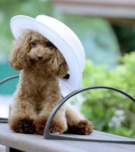 帽子が掛かっている部分と背中側がわからないため ペットフィギュア用写真としてやや不向きな例4