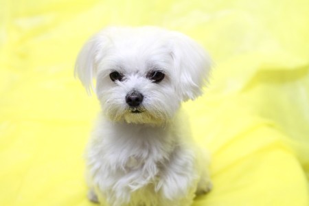 足下と背中側がわからないため ペットフィギュア用写真としてやや不向きな例5