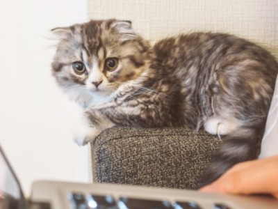 尻尾がわかりにくいため ペットフィギュア用写真としてやや不向きな例6