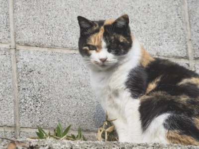 お尻の部分が欠けていて尻尾の長さや模様がわからないため ペットフィギュア用写真としてやや不向きな例7