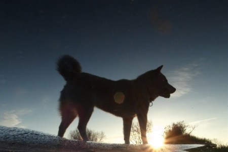 逆光で毛色や模様がわからないため ペットフィギュア用写真として不適切な例1