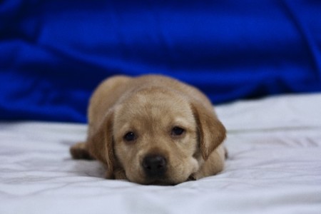 顔以外見えていない部分が多すぎるため ペットフィギュア用写真として不適切な例3