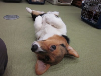 この写真のポーズにて作成依頼 ペット3Dフィギュア 最適写真例1