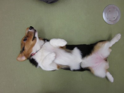 補足写真 上から ペット3Dフィギュア 最適写真例2