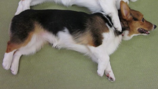 補足写真 右半身 ペット3Dフィギュア 最適写真例3