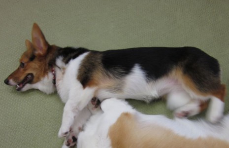 補足写真 左半身 ペット3Dフィギュア 最適写真例3