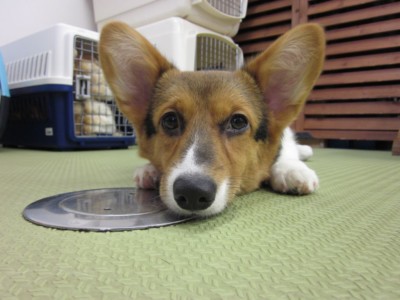 補足写真 顔 ペット3Dフィギュア 最適写真例5