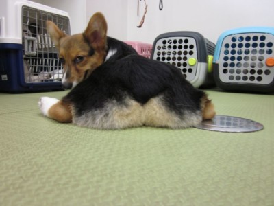 補足写真 後ろ姿1 ペット3Dフィギュア 最適写真例6