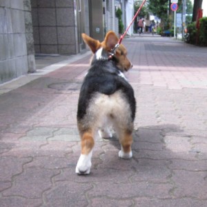 補足写真 後ろ姿2 ペット3Dフィギュア 最適写真例7