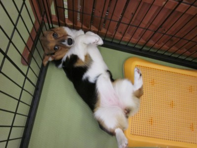 補足写真 右上から ペット3Dフィギュア 最適写真例8