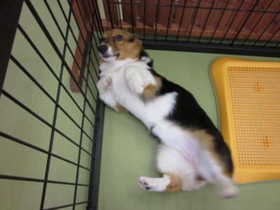 補足写真 左上から ペット3Dフィギュア 最適写真例9